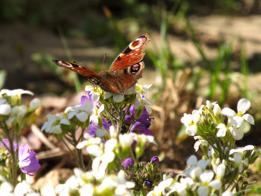 motýl s roztaženými křídly sedící na květu rostliny